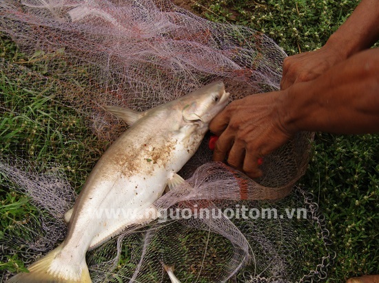 Chuyện con cá bông lau trên đất Cù Lao Dung