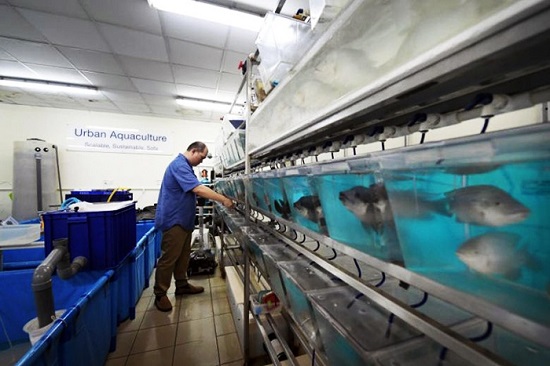Singapore: Sản xuất giống cá rô phi nuôi được trong nước biển