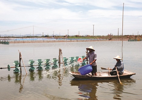 Kim Sơn (Ninh Bình): Kế hoạch thả hơn 2.000 ha nuôi tôm xuân hè 2019